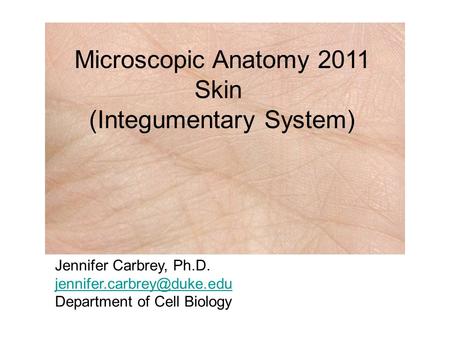 Microscopic Anatomy 2011 Skin (Integumentary System) Jennifer Carbrey, Ph.D. Department of Cell Biology.