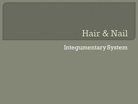Integumentary System.  Hair root – a knot of sensory nerve endings which wraps around each hair bulb  Hair shaft – part of the hair that projects outside.
