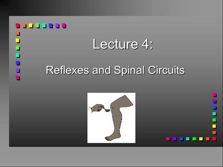 Lecture 4: Reflexes and Spinal Circuits. Sensory systems CNS Movement Afferent pathway Efferent pathway.