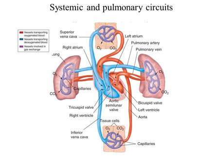 Systemic and pulmonary circuits. Figure 22.2 Position of the heart in the body.
