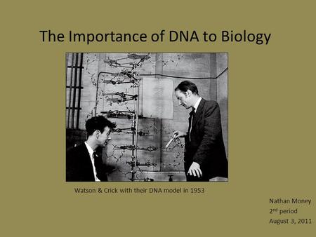 The Importance of DNA to Biology Nathan Money 2 nd period August 3, 2011 Watson & Crick with their DNA model in 1953.