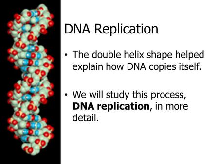 DNA Replication The double helix shape helped explain how DNA copies itself. We will study this process, DNA replication, in more detail.
