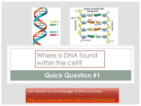 Where is DNA found within the cell? Quick Question #1 Lets refresh our knowledge of DNA structure