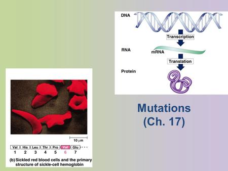 Mutations (Ch. 17) Mutations Point mutations – single base change silent mutation – no amino acid change – redundancy in code missense – change amino.