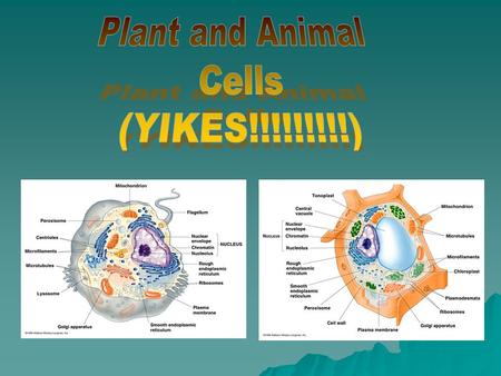 Do you know what organelles are? Well, we have organs… cells have organelles. We have a heart, lungs, and kidneys; they have a nucleus, mitochondria..