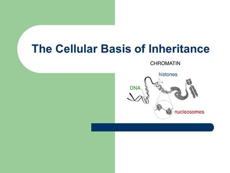 The Cellular Basis of Inheritance. Repair and Growth.