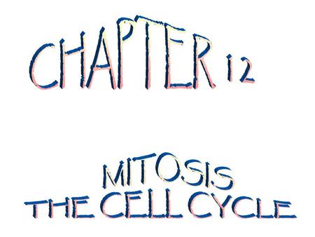 MITOSIS-CELL DIVISION THIS IS A FINELY CONTROLLED PROCESS THAT RESULTS IN TWO IDENTICAL DAUGHTER CELLS. A DIVIDING CELL: –PRECISELY REPLICATES ITS DNA.