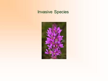 Invasive Species. Cause for Concern Economic Costs –$120B per year (USFWS) –Control practices –Maintaining water supplies Biodiversity Loss More than.