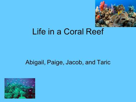 Life in a Coral Reef Abigail, Paige, Jacob, and Taric.