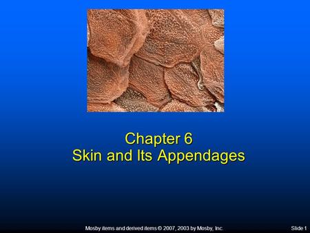 Mosby items and derived items © 2007, 2003 by Mosby, Inc.Slide 1 Chapter 6 Skin and Its Appendages.