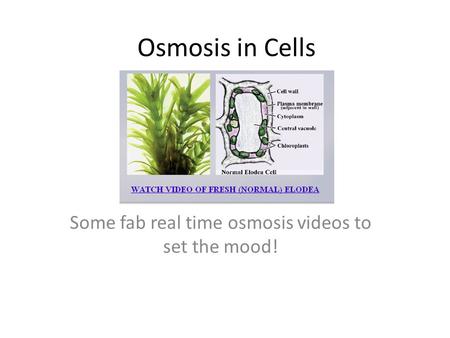 Some fab real time osmosis videos to set the mood!