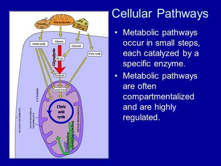 Cellular Pathways Metabolic pathways occur in small steps, each catalyzed by a specific enzyme. Metabolic pathways are often compartmentalized and are.