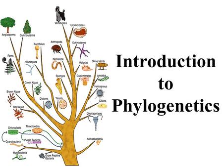Introduction to Phylogenetics