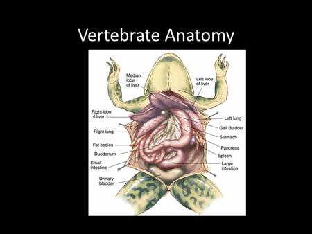 Vertebrate Anatomy.