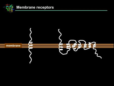 Membrane Membrane receptors. Single-pass membrane receptors membrane.