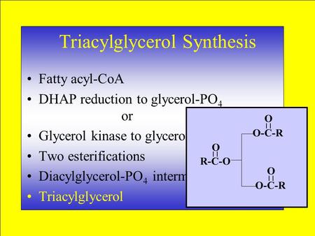 Triacylglycerol Synthesis