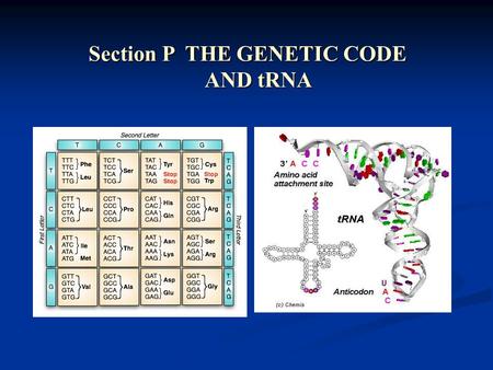 Section P THE GENETIC CODE AND tRNA P1-THE GENETIC CODE P2 -tRNA STRUCTURE AND FUNCTION Content.