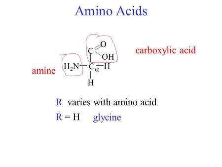 Amino Acids carboxylic acid amine R varies with amino acid R = H