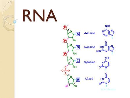 RNA. RNA RNA: Ribonucleic Acid. Takes info in DNA to create proteins DNA RNA PROTEIN.