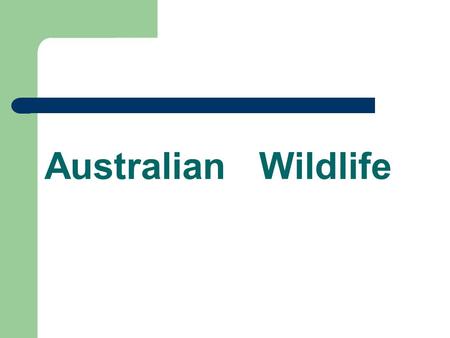 Australian Wildlife.