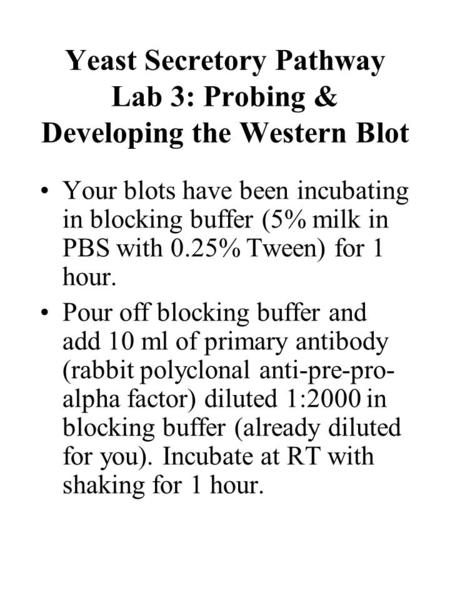 Yeast Secretory Pathway Lab 3: Probing & Developing the Western Blot Your blots have been incubating in blocking buffer (5% milk in PBS with 0.25% Tween)
