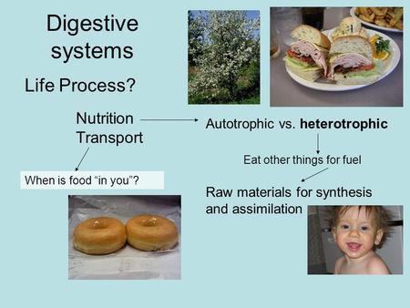 Digestive systems Life Process? Nutrition Transport When is food “in you”? Autotrophic vs. heterotrophic Eat other things for fuel Raw materials for synthesis.