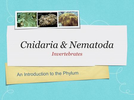 An Introduction to the Phylum Cnidaria & Nematoda Invertebrates.