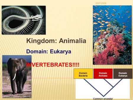 2007-2008 Domain Bacteria Domain Archaea Domain Eukarya Common ancestor Kingdom: Animalia Domain: Eukarya INVERTEBRATES!!!!