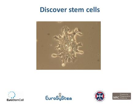 Discover stem cells. By the end of this lesson, you should…  Know what a stem cell is  Know about different types of stem cells and where they are 