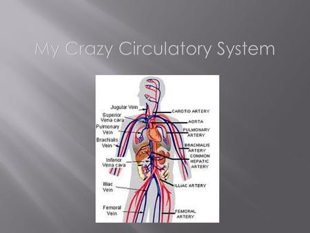 Your circulatory system a system that carries your blood throughout your body.