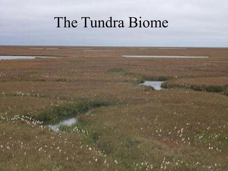 The Tundra Biome The Tundra Biome.
