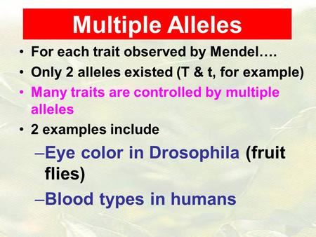 Multiple Alleles Eye color in Drosophila (fruit flies)