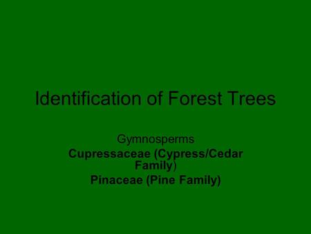 Identification of Forest Trees Gymnosperms Cupressaceae (Cypress/Cedar Family) Pinaceae (Pine Family)