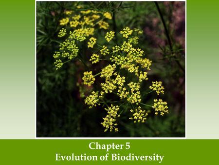 Evolution of Biodiversity