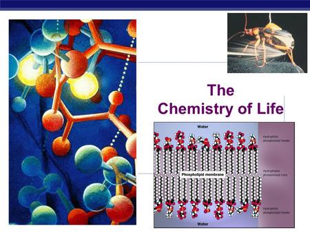 The Chemistry of Life. Why are we studying chemistry? Chemistry is the foundation of Biology.