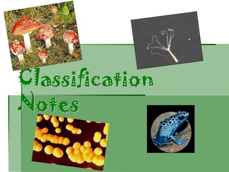 Classification Notes. Why do we classify?  Classification puts organisms into groups by looking at characteristics (traits) they share.