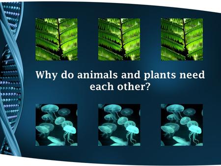 Why do animals and plants need each other?