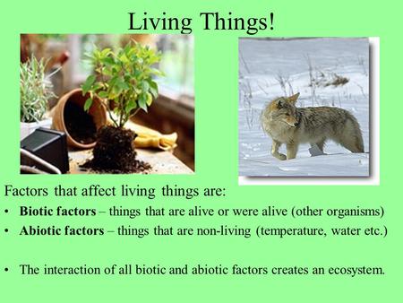Living Things! Factors that affect living things are: Biotic factors – things that are alive or were alive (other organisms) Abiotic factors – things that.