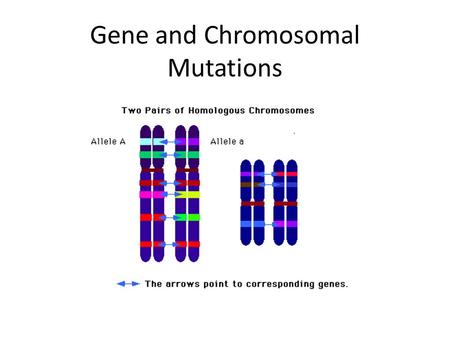 Gene and Chromosomal Mutations. What is a mutation? Mutations are changes made to an organism’s genetic material. These changes may be due to errors in.