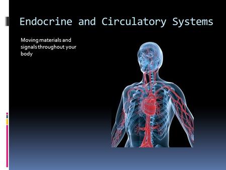 Endocrine and Circulatory Systems Moving materials and signals throughout your body.