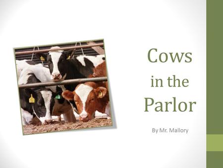 Cows in the Parlor By Mr. Mallory. Vocabulary graze bales si  lo par  lor au  to  mat  ic frisk  y.