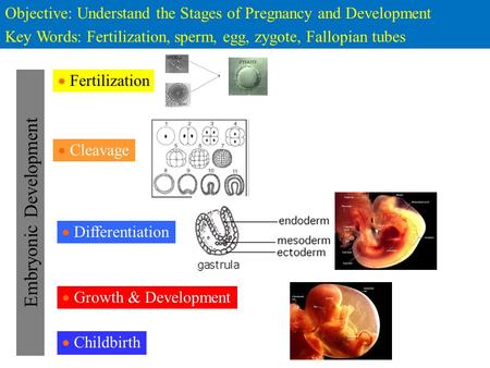 Objective: Understand the Stages of Pregnancy and Development Key Words: Fertilization, sperm, egg, zygote, Fallopian tubes  Fertilization  Cleavage.