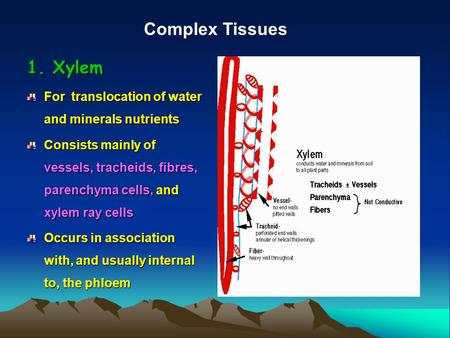 1. Xylem For translocation of water and minerals nutrients Consists mainly of vessels, tracheids, fibres, parenchyma cells, and xylem ray cells Occurs.