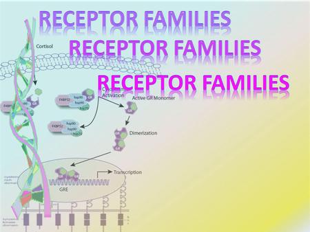 By the end of this lecture you will be able to :  Classify receptors into their main superfamilies  Identify the nature & time frame of their response.