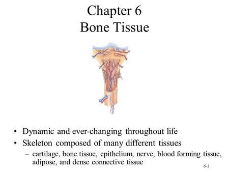 Chapter 6 Bone Tissue Dynamic and ever-changing throughout life