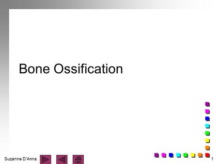 Bone Ossification 1.