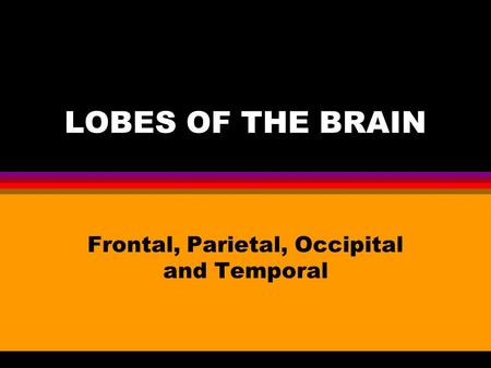 LOBES OF THE BRAIN Frontal, Parietal, Occipital and Temporal.