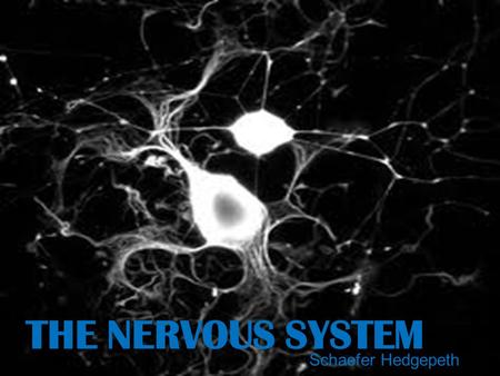 THE NERVOUS SYSTEM Schaefer Hedgepeth. Divisions of the Nervous System Central Nervous System Peripheral Nervous System Somatic Nervous System Autonomic.