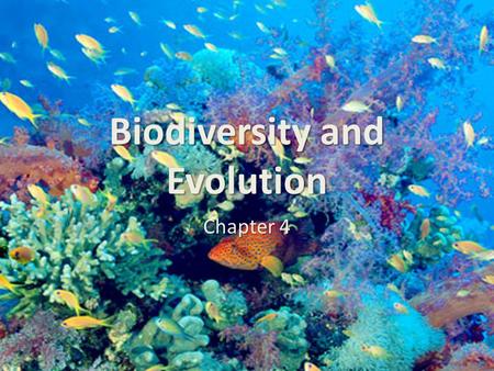 Biodiversity and Evolution Chapter 4. Biodiversity: Definition The variety of earth’s species, their genes, the ecosystems, energy and matter cycling.