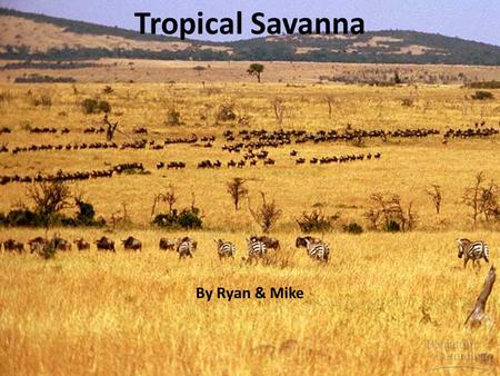 Tropical Savanna By Ryan & Mike. Climate A tropical wet and dry climate predominates in areas covered by savanna growth. Mean monthly temperatures are.